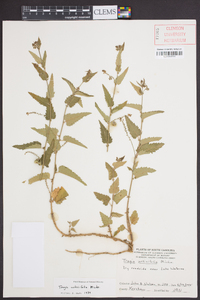 Tragia urticifolia image