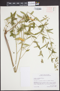 Tragia urticifolia image