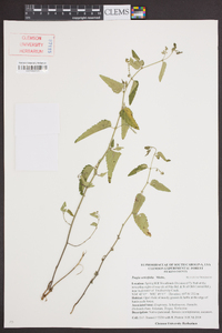 Tragia urticifolia image