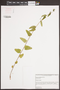 Tragia urticifolia image