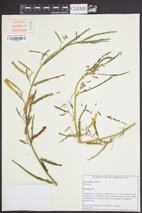 Aeschynomene indica image