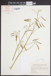 Aeschynomene indica image