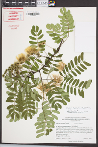 Albizia kalkora image