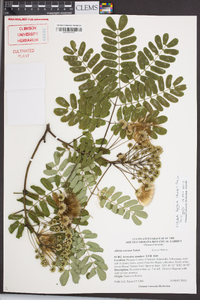 Albizia kalkora image