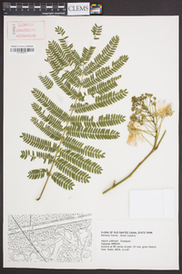 Albizia julibrissin image