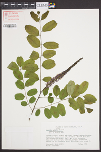 Amorpha glabra image