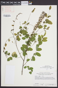 Amorpha glabra image