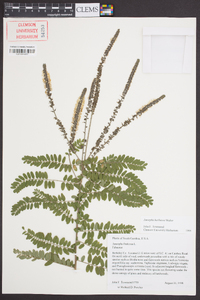 Amorpha herbacea image