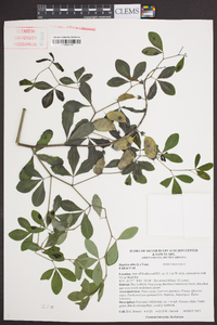 Baptisia alba image