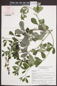 Baptisia alba image