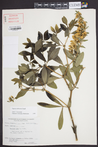 Baptisia albescens image