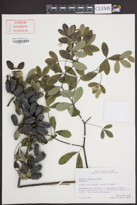 Baptisia albescens image