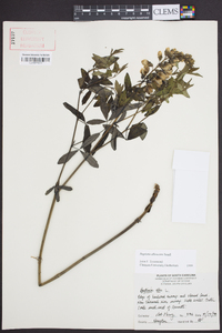 Baptisia albescens image