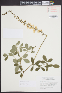 Baptisia albescens image