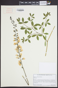 Baptisia albescens image