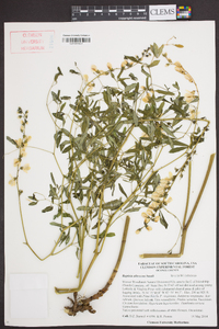 Baptisia albescens image