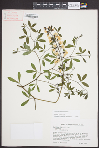 Baptisia albescens image