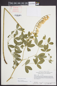 Baptisia albescens image