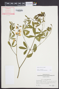 Baptisia albescens image