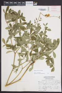 Baptisia albescens image