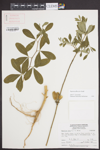 Baptisia albescens image