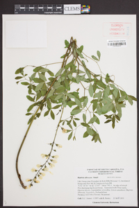 Baptisia albescens image