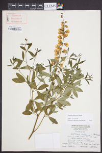 Baptisia albescens image