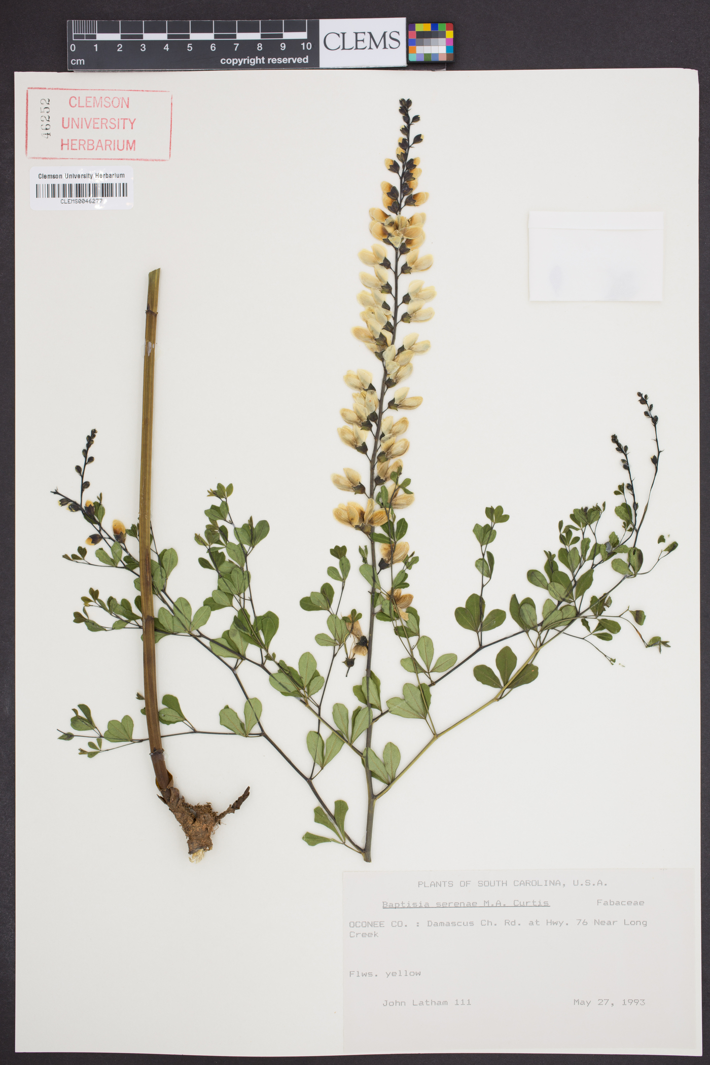 Baptisia x serenae image