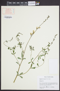 Baptisia x serenae image