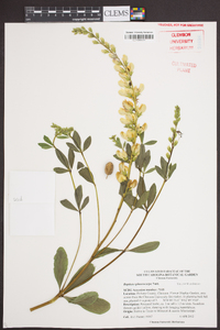 Baptisia sphaerocarpa image