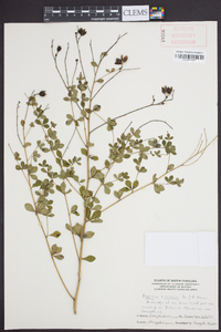 Baptisia tinctoria image