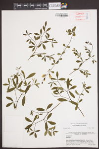 Baptisia albescens image