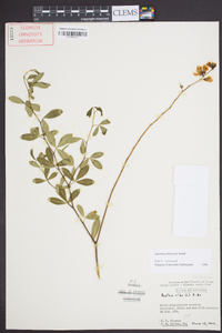 Baptisia albescens image