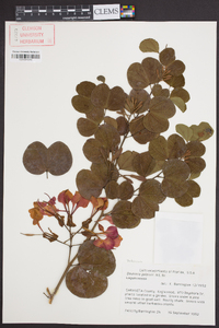 Bauhinia galpinii image