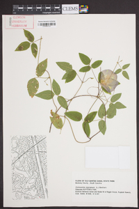 Centrosema virginianum image