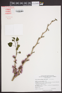 Cercis chinensis image