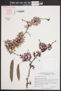 Cercis gigantea image