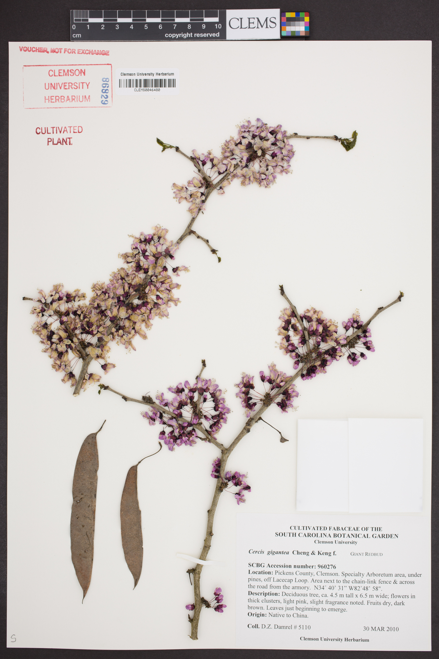 Cercis gigantea image