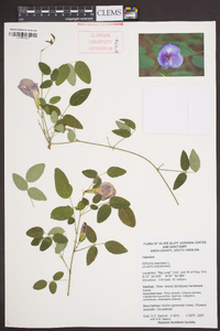 Clitoria mariana image