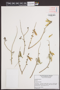 Crotalaria incana image