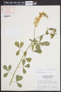 Crotalaria pallida image