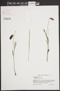 Crotalaria purshii image