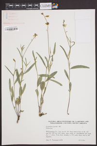 Crotalaria purshii image