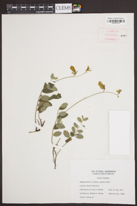 Crotalaria rotundifolia image