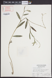 Crotalaria sagittalis image