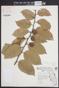 Dalbergia ecastaphyllum image