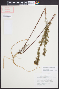 Dalea pinnata image