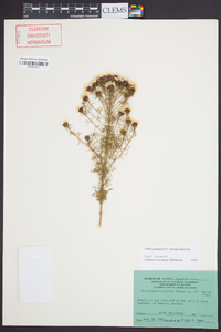 Dalea pinnata image