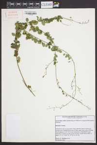 Desmodium ciliare image