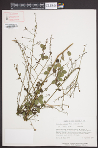 Desmodium ciliare image